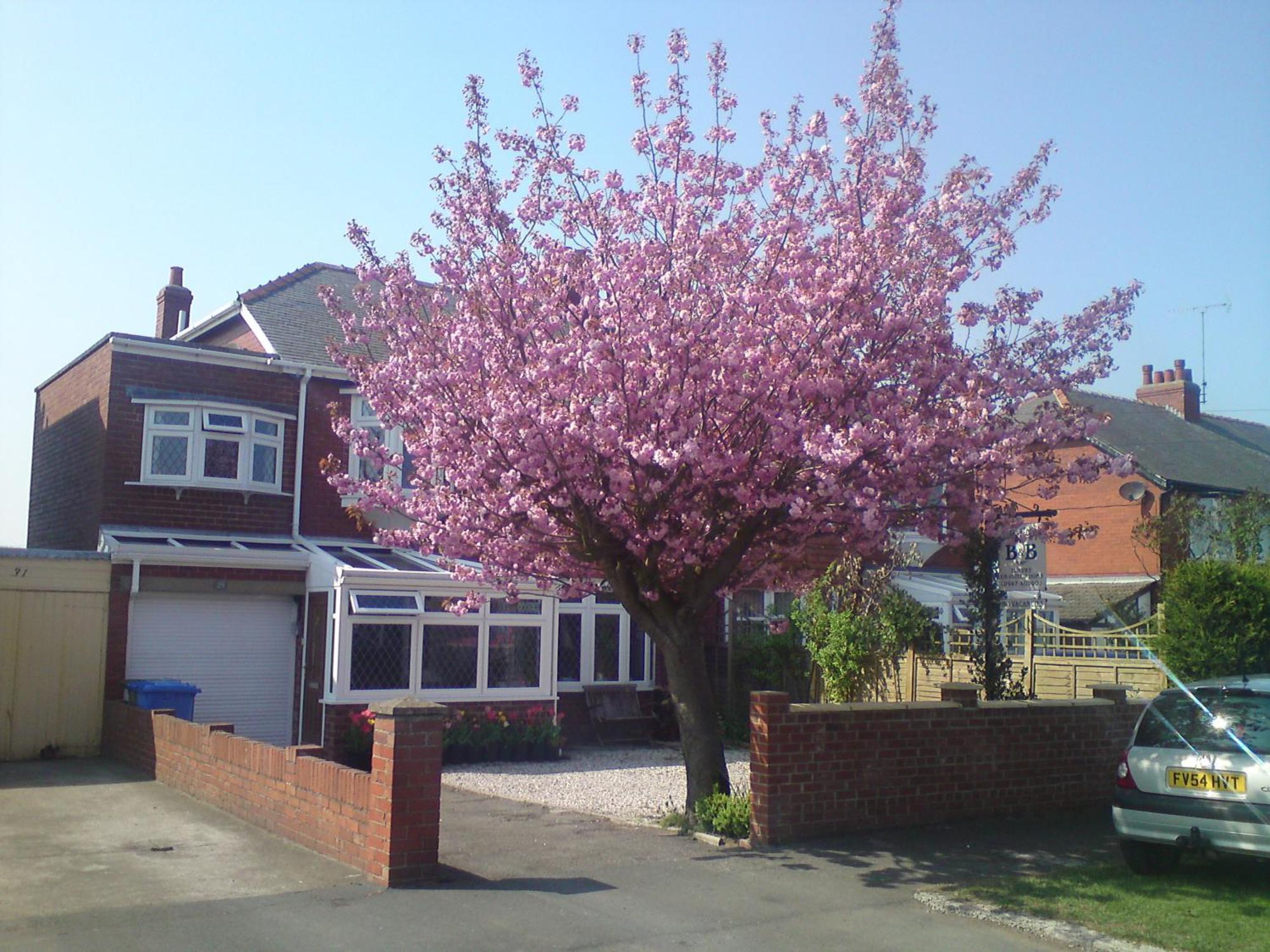 Cherry Blossom Guest House วิทบี ภายนอก รูปภาพ